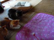 猫カフェ:ねこぅあん おもちゃを眺める3匹。 photo:2012.03.18 猫カフェ:ねこぅあん おもちゃを眺める3匹。 photo:2012.03.18