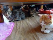 猫カフェ:ねこぅあん ちゃぶ台下の猫たち。 photo:2012.03.18 猫カフェ:ねこぅあん ちゃぶ台下の猫たち。 photo:2012.03.18