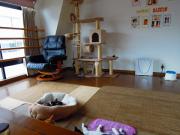 猫カフェ:ねこぅあん 居間側のスペース。 photo:2012.03.18 猫カフェ:ねこぅあん 居間側のスペース。 photo:2012.03.18
