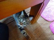 猫カフェ:ねこぅあん ちゃぶ台下からおもちゃを狙う。 photo:2012.03.18 猫カフェ:ねこぅあん ちゃぶ台下からおもちゃを狙う。 photo:2012.03.18