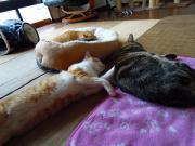 猫カフェ:ねこぅあん 居間でのお昼寝猫。 photo:2012.03.18 猫カフェ:ねこぅあん 居間でのお昼寝猫。 photo:2012.03.18