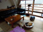 猫カフェ:ねこぅあん 居間。 photo:2012.03.18 猫カフェ:ねこぅあん 居間。 photo:2012.03.18