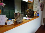 猫カフェ:ねこぅあん 受付カウンター。 photo:2012.03.18 猫カフェ:ねこぅあん 受付カウンター。 photo:2012.03.18