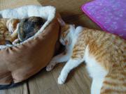 猫カフェ:ねこぅあん 昼寝猫。 photo:2012.03.18 猫カフェ:ねこぅあん 昼寝猫。 photo:2012.03.18