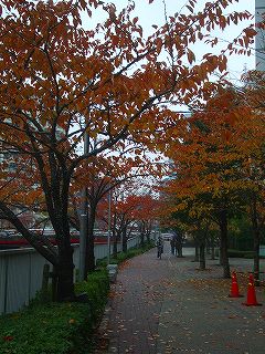 目黒川の桜並木