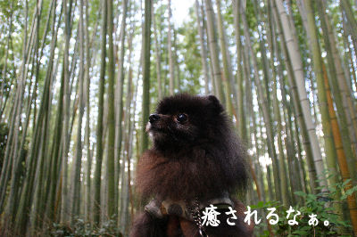DSC09022.jpg