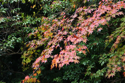 DSC09070.jpg