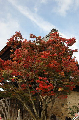 DSC09123.jpg