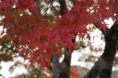 DSC09128.jpg