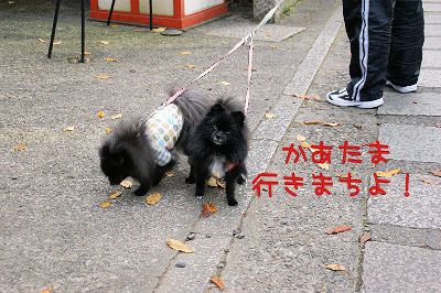 DSC09146.jpg