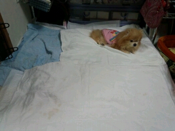 fc2blog_201205132045186b0.jpg