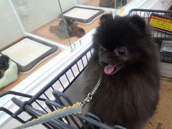 fc2blog_201209212231200c3.jpg