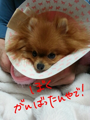 fc2blog_201212051259448fe.jpg