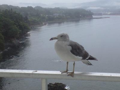 CA395158.jpg