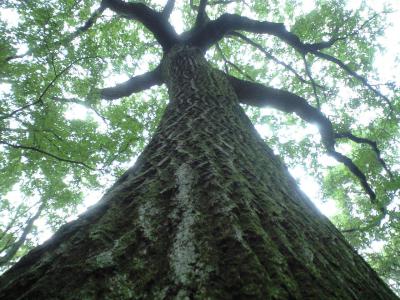 CA395299.jpg
