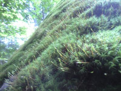CA396276.jpg