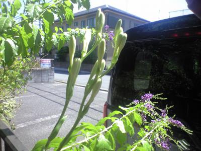 CA396453.jpg