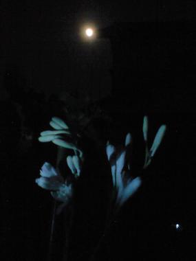 CA396477.jpg