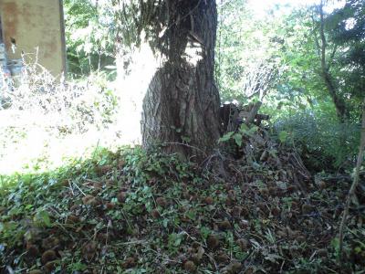 CA396854.jpg