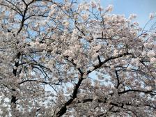 茶遊サロン 寝屋川中国茶サークル 桜