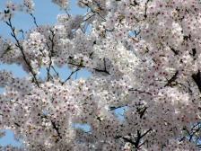 茶遊サロン 寝屋川中国茶サークル 桜