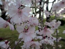 狩野山楽・山雪 京狩野派大回顧展 京都国立博物館 桜