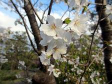 狩野山楽・山雪 京狩野派大回顧展 京都国立博物館 桜