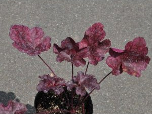 20120609_05.jpg
