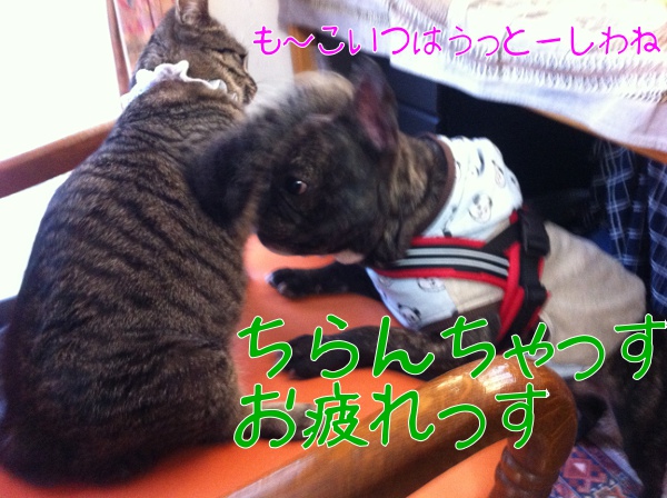あやめちゃん4