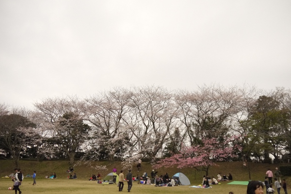 佐倉城址公園桜花見散歩3