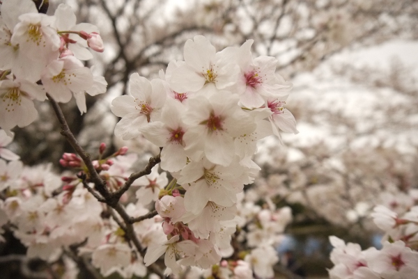 佐倉城址公園桜花見散歩4