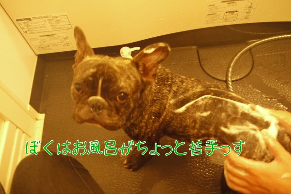 風呂は苦手フレンチブルドッグ1