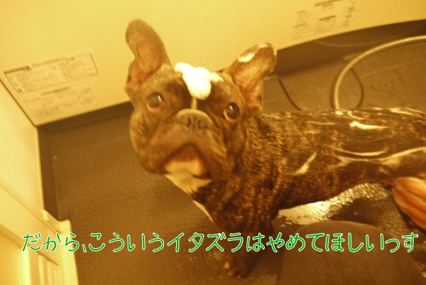 風呂は苦手フレンチブルドッグ2