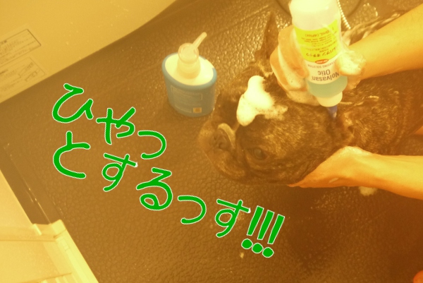 風呂は苦手フレンチブルドッグ3