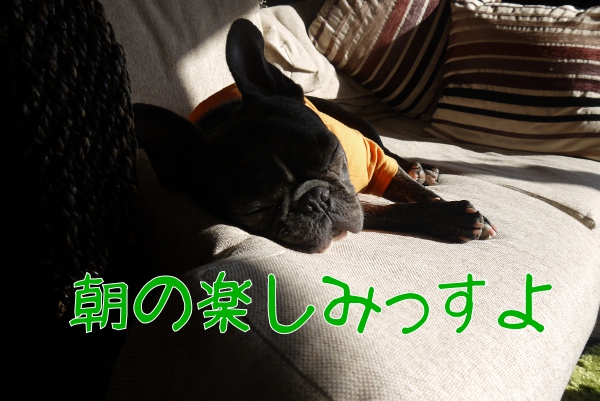春の朝が楽しみなフレンチブルドッグ2