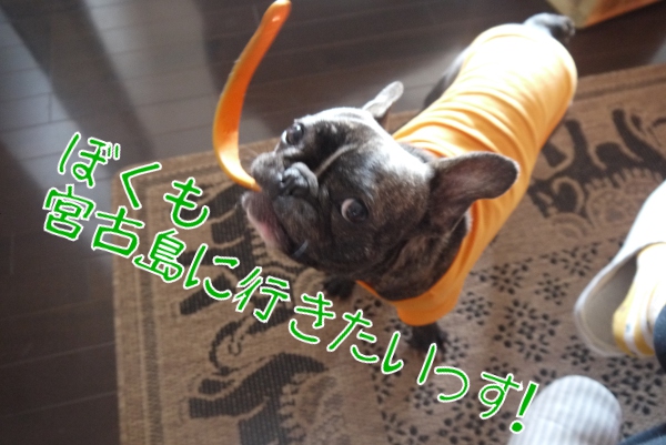 シュノーケル