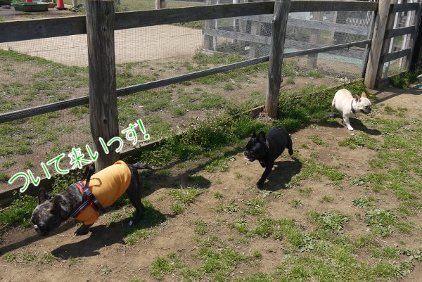 春の船橋アンデルセン公園ドッグラン1