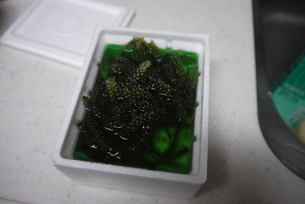 海ぶどう1