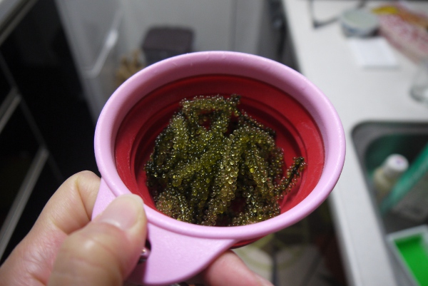 海ぶどう2