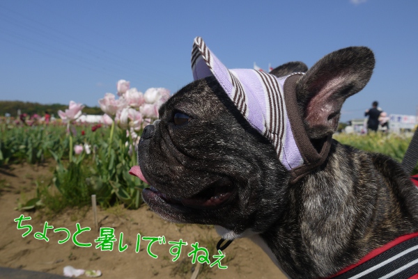 佐倉チューリップまつり1