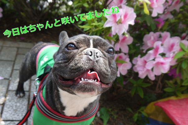 つつじ祭り