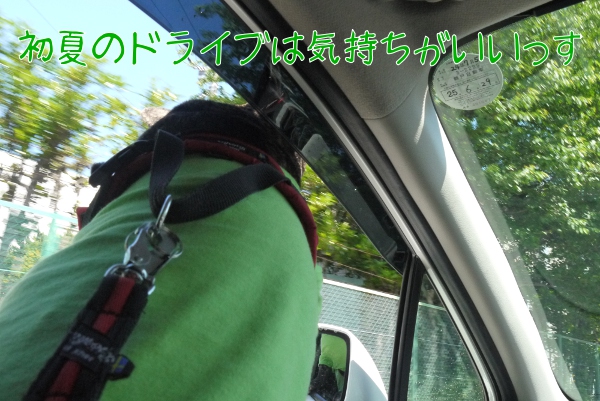 初夏の船橋アンデルセン公園ドッグラン