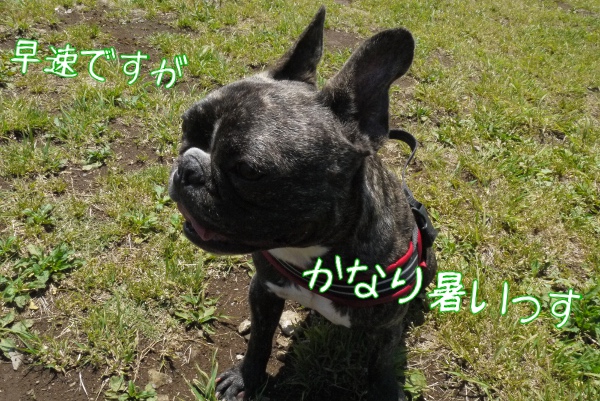 久々だぜ アンデルセン公園ドッグラン 迷犬 フレンチブルドック知覧茶 ちらんちゃ