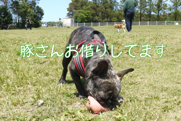 久々だぜ アンデルセン公園ドッグラン 迷犬 フレンチブルドック知覧茶 ちらんちゃ