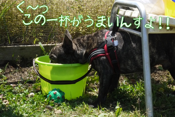 初夏の船橋アンデルセン公園ドッグラン