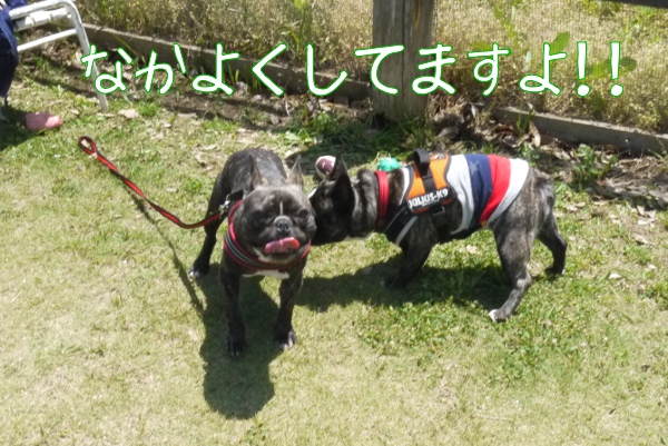初夏の船橋アンデルセン公園ドッグラン