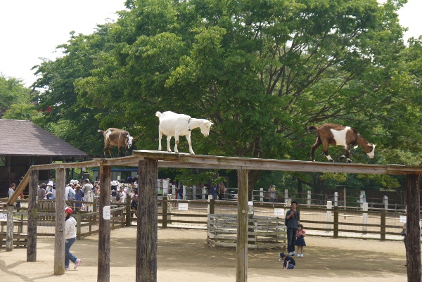 成田12