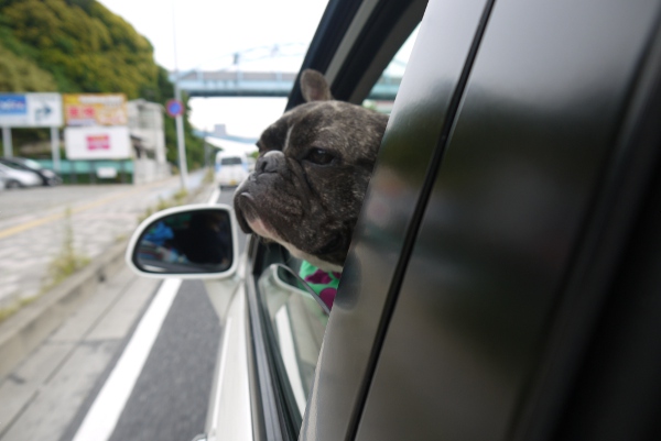 おかいもの2