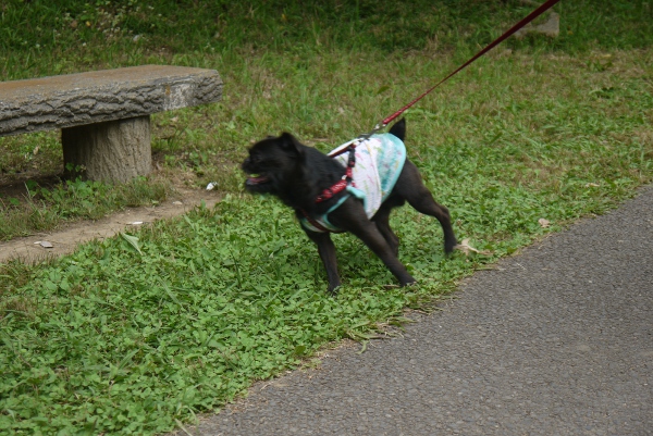 しょうぶ6