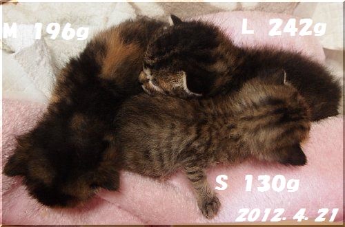 20120421.jpg